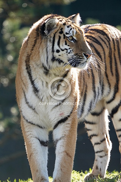 Siberian Tiger