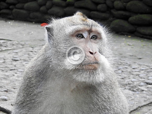 Long-tailed Macaque