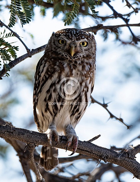 Pearl-spotted Owlet Pearl-spotted Owlet