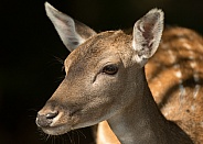 Fallow Deer Doe Portrait