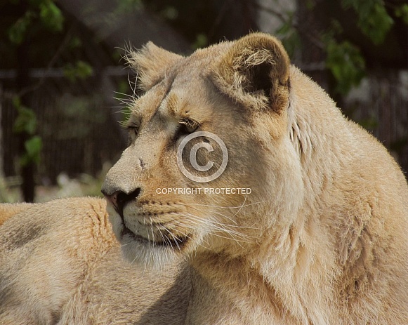 Lioness