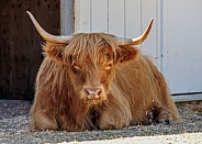 Highland Cow