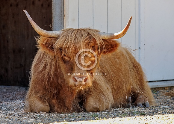 Highland Cow Highland Cow