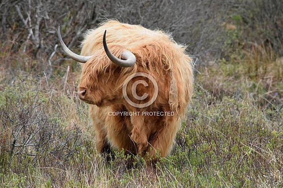 Highland Cow