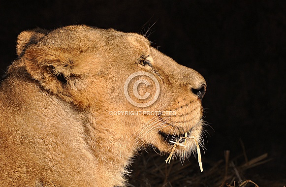 asiatic Lioness