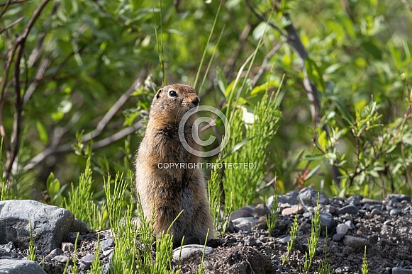 Arctic ground squirrel