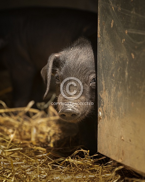 Very Rare Large Black Pig Very Rare Large Black Pig