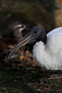 African sacred ibis (Threskiornis aethiopicus)