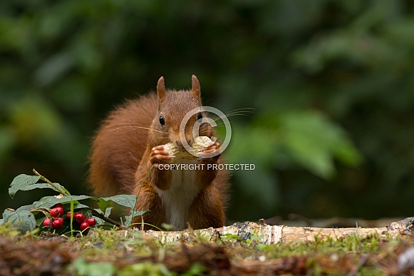 Red Squirrel Red Squirrel