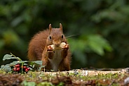 Red Squirrel