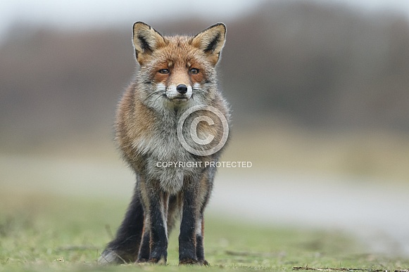 Red fox