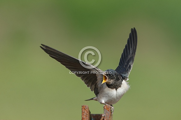 Barn Swallow