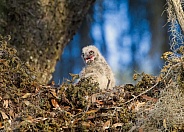 Wild Baby fledgling Great horned owl - Bubo virginianus - looking with mouth open