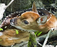 White tailed Deer