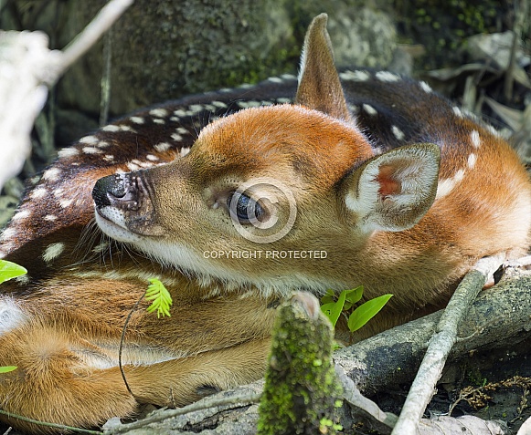 White tailed Deer