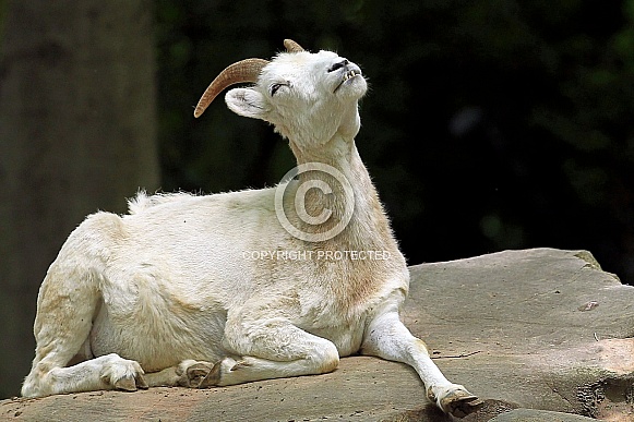 Dall's Sheep