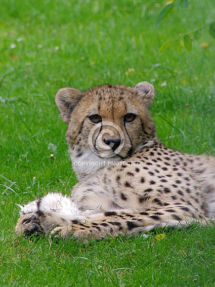 Cheetah Cheetah