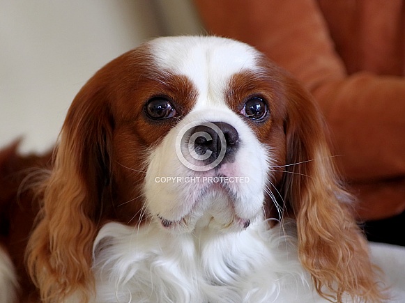 Cavalier King Charles Spaniel