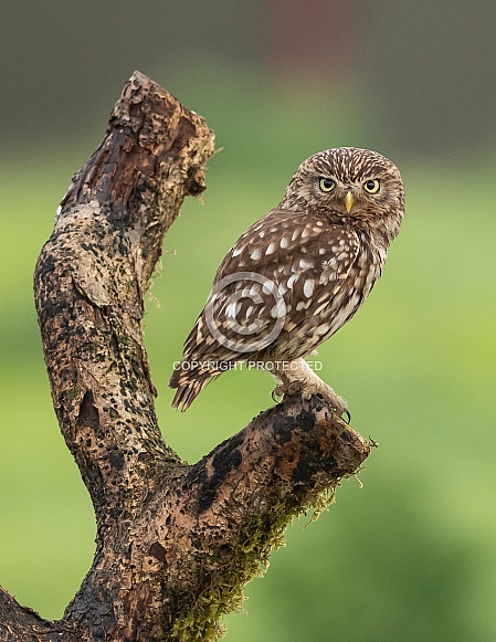 Little Owl Little Owl