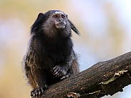 Black-tufted marmoset (Callithrix penicillata)