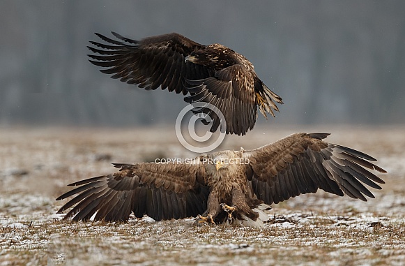 White tailed eagle or European Eagle White tailed eagle or European Eagle
