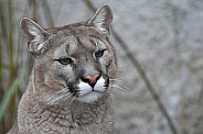 Mountain Lion