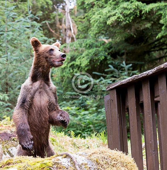 Bear cub standing on hind legs
