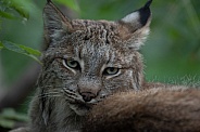 Canada lynx