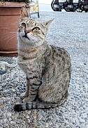 Skiathos Cat