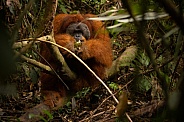 Sumatran orangutan in the jungle.