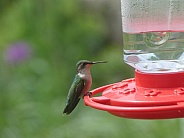 Hummingbird at Feeder