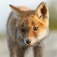 Red Fox cub in nature