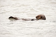 Wild Sea Otter in Alaska