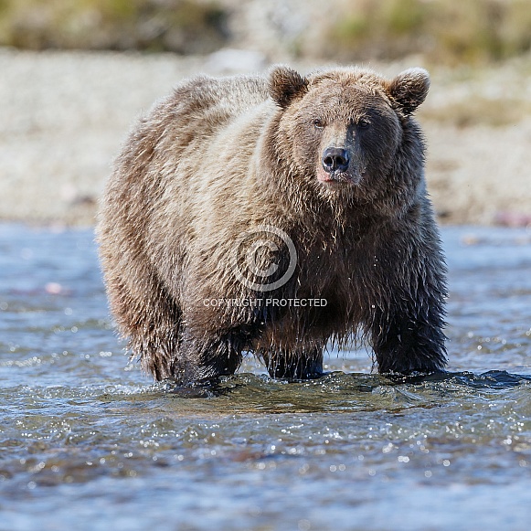 Grizzly Bear at Alaska