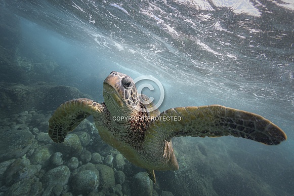 Green Sea Turtle