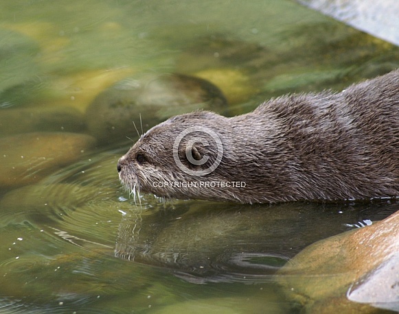 Asian short clawed otter Asian short clawed otter