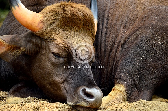 Indian Gaur Indian Gaur