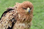 Savannah Eagle