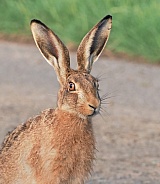 Brown Hare