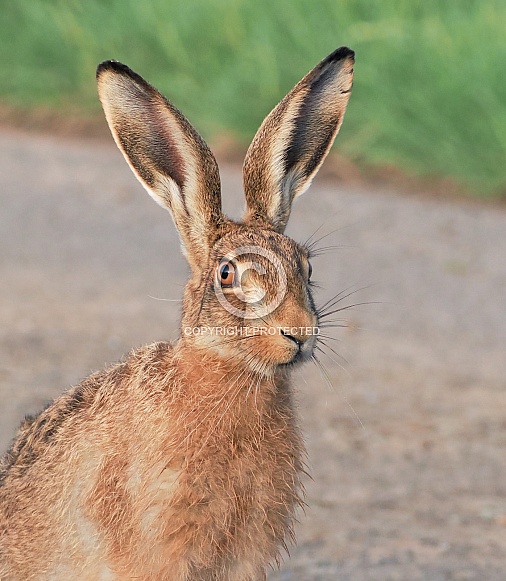 Brown Hare