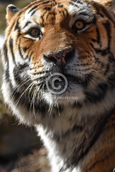 Amur Tiger Amur Tiger