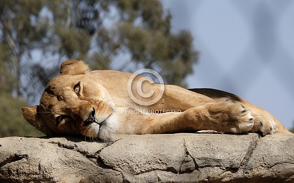 African Lion