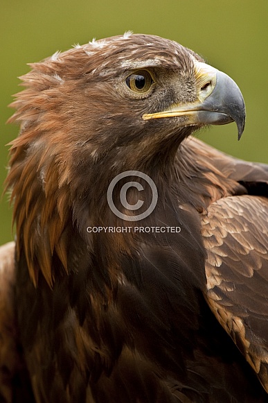 Golden Eagle - Scottish Highlands