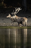 Red deer