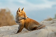 Red fox cubs
