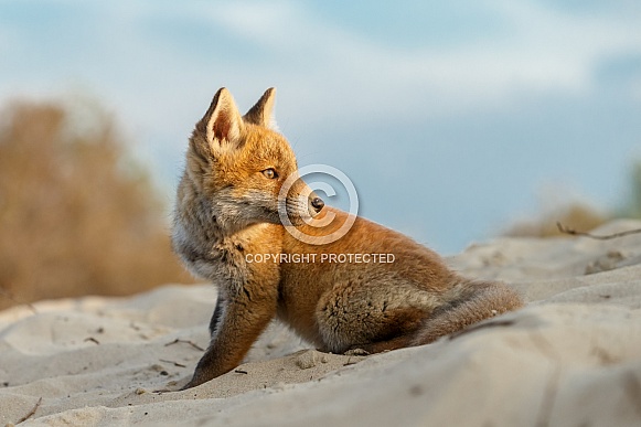 Red fox cubs