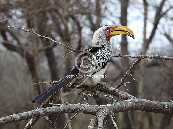 Yellow-billed hornbill