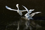 Snowy Egrets fighting