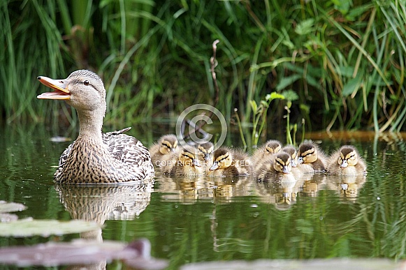 The mallard or wild duck (Anas platyrhynchos)