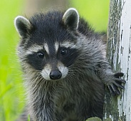 Raccoons